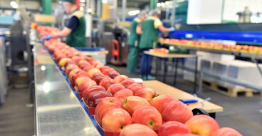 apple sorting production bboard sol