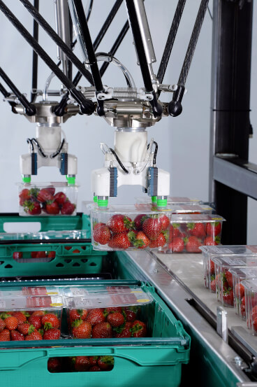 robot strawberries food conveyor side sol